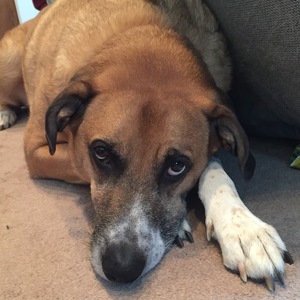 Fundraising Page: Sarah Davit